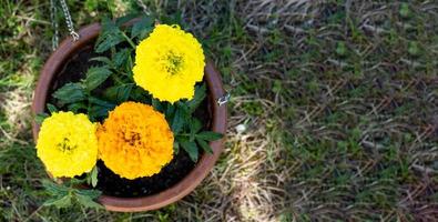 Jaune et Orange souci semis avec les racines sont préparé pour plantation dans le ouvert sol dans printemps. sans prétention jardin fleurs dans le mains de une jardinier, fleur lit et Cour se soucier photo