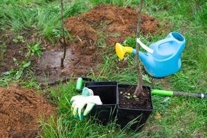 un Pomme arbre semis dans le jardin est préparé pour plantation dans le ouvert sol. fruit arbre de le garderie, croissance biologique des fruits sur votre site photo