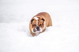 Anglais bouledogue dans le neige photo