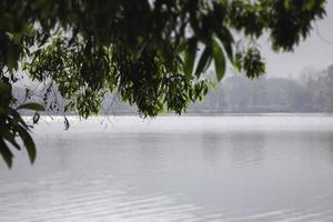 arbre au bord du lac photo