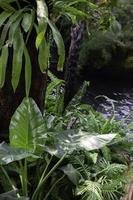 variétés de plantes à feuillage de forêt tropicale humide photo