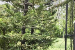 branche de conifère dans un jardin luxuriant photo