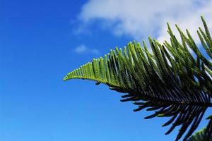 pin arbre dans tout d'abord avec bleu ciel sur le Montagne photo