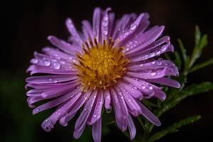 Frais fleurs sauvages printemps ou été conception. floral la nature violet Marguerite abstrait Contexte dans macro vue avec gouttes de pluie. ai génératif photo