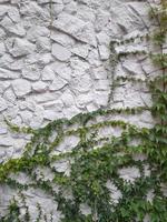 pierre mur avec escalade les plantes. ancien Contexte photo