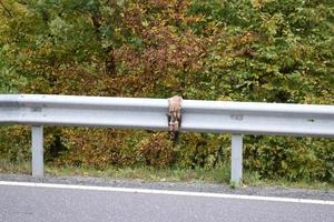 mort animal sur le bord de la route photo