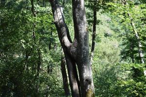 deux des arbres croissance une lien photo