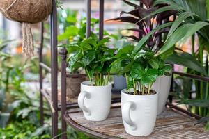 petit plante d'appartement dans une Créatif thé tasse pot photo