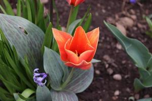 une bouquet de petit rouge tulipes a trouvé dans une local environnement photo