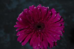 Gerber Marguerite sur le foncé Contexte. rose fleur fermer. brillant Frais la nature fleur. photo