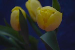 Jaune tulipes fermer photo. flou tulipe Contexte. la nature fleurs bouquet sur le foncé Contexte. photo