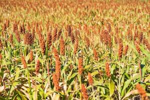 Millet ou sorgho un important céréale surgir dans champ photo