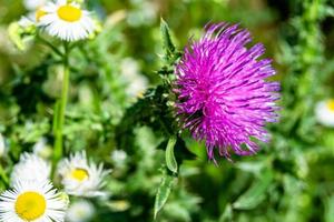 belle racine de fleur de plus en plus bardane chardon sur fond prairie photo