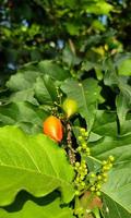 cacahuète beurre fruit rose fruit avec vert feuilles cette avec une grand arbre dans ville parc photo