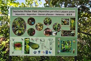 mahe les Seychelles 16.04.2023 thé taverne marcher, lanceur plante informations conseil, mahe les Seychelles photo