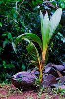 le miracle de la vie une magnifique Jeune noix de coco arbre photo