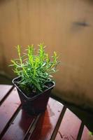 Romarin pot intérieur plante fleur dans pot nourriture pimenter casse-croûte sur le table copie espace nourriture Contexte rustique Haut vue photo