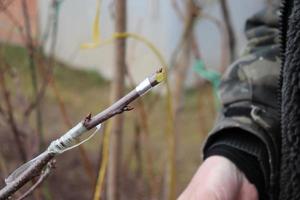 photo greffé Cerise branche avec une brut Couper