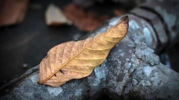 hiver déchue feuilles photo