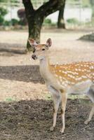 portrait de une femelle cerf en marchant dans la nature photo