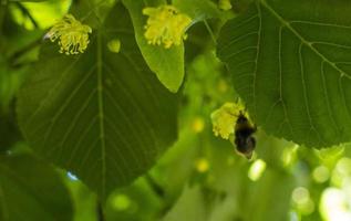 tilleul, tilleul arbre, tilleul ou citron vert arbre avec non soufflé fleurir. tilia arbre est Aller à floraison. une abeille se rassemble citron vert mon chéri photo