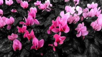 rose cyclamen fleurs embrasé sur noir Contexte photo