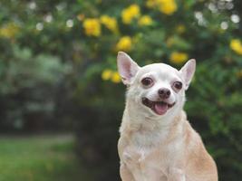 mignonne marron court cheveux chihuahua chien séance dans le jardin, à la recherche avec curiosité. copie espace. photo