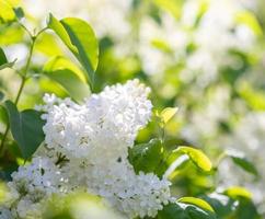 magnifique ensoleillé flou printemps vert feuillage Contexte avec Floraison blanc lilas branche sur premier plan. photo