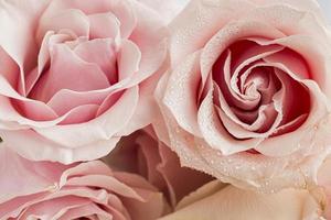 vue rapprochée du concept de la Saint-Valentin avec des roses photo