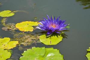 violet lotus épanouissement dans l'eau jardin Bangkok Thaïlande photo