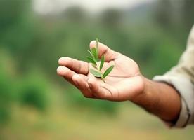 agriculteur en portant une petit thé Jeune plante dans main sur flou la nature Contexte. photo