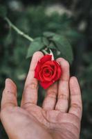 une main avec une rouge Rose photo