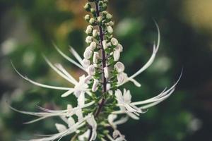 un rein thé les plantes sur le jardin photo