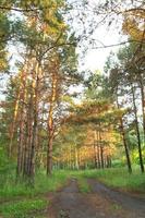 soir Soleil dans le pin forêt, magnifique paysage photo