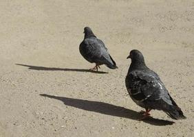 deux des oiseaux en marchant sur le rue. des oiseaux fermer. photo