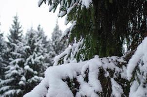 neige sur épicéa branches. photo