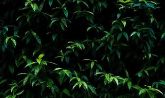 vert plante sur verticale jardin mur texture Contexte. durable vert mur. vivant vert mur. éco amical mur couvert par végétation. vert herbe feuilles sur verticale jardin. la nature Contexte. photo