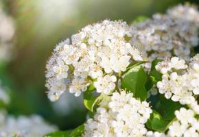 buissons à petites fleurs blanches photo