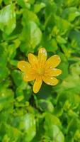 vert les plantes dans été. fleurs dans le jardin. Contexte fond d'écran. photo