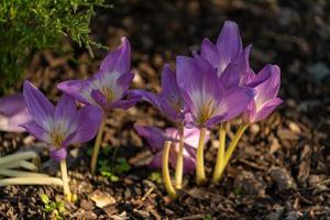 paysage avec de beaux crocus sur le fond du sol photo