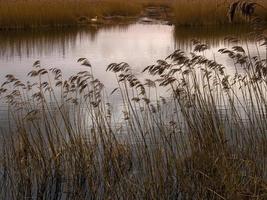 Roseaux à far ings nature reserve, Lincolnshire, Angleterre photo