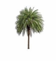 palmier isolé sur fond blanc photo