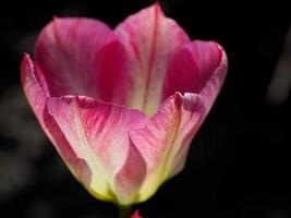 le printemps au jardin photo