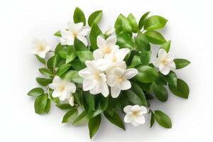 jasmin fleur bouquet avec feuilles isolé sur blanche. ai généré photo