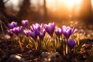 crocus avec ensoleillé Contexte. ai généré photo