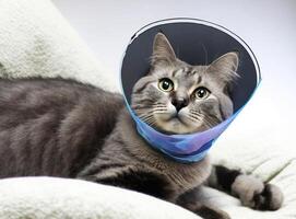 une malade gris chat mensonges avec une médical collier. ai généré. photo