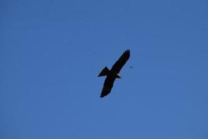 rouge cerf-volant dans le ciel photo