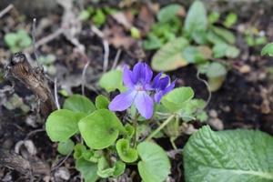 brillant épanouissement violet photo