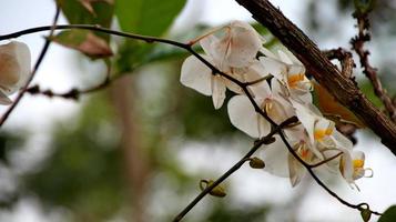 lune orchidée, blanc orchidée dans une fleur jardin. photo