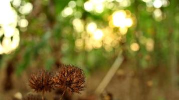 mort et séché fleurs sauvages, photographié avec sélectif concentrer photo